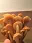 Téli fülőke (Flammulina velutipes), Budai-hegység